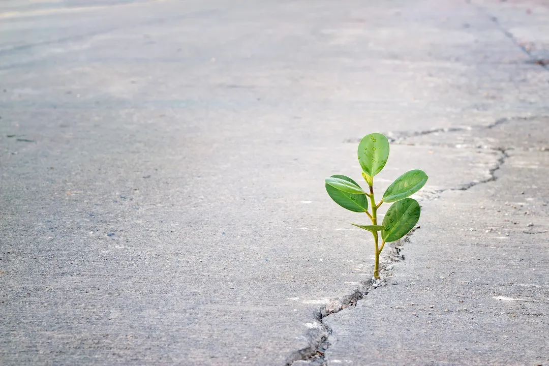 weeds-1 A small green plant growing through a crack in a concrete pavement.