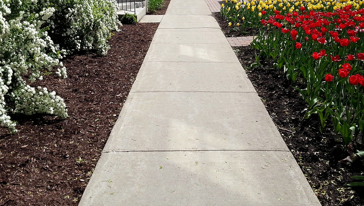 Sidewalk and flowers Concrete sidewalk bordered by red tulips on the right and white bushes on the left, under bright daylight.